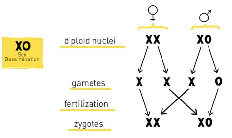 two x chromosomes reddit|xo chromosome thread reddit.